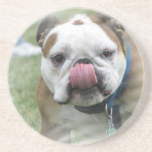 Posavasos Prácticos de costa del bulldog