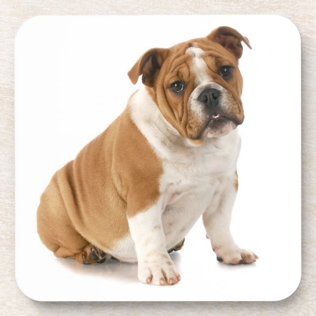 Posavasos Prácticos de costa del bulldog (Frente)