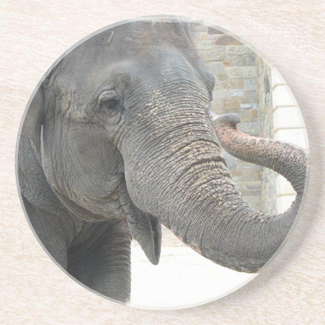 Posavasos Prácticos de costa del elefante que tocan la (Frente)