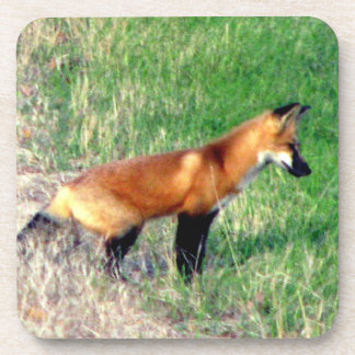 Posavasos Prácticos de costa del Fox rojo