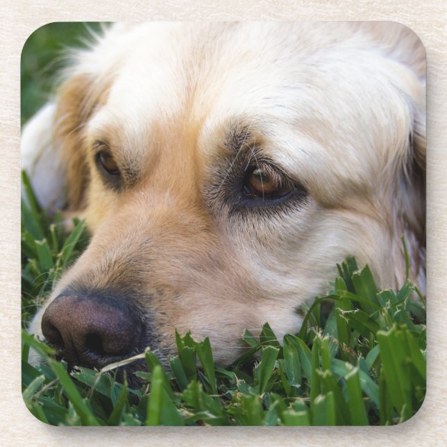 Posavasos Prácticos de costa del golden retriever (Frente)
