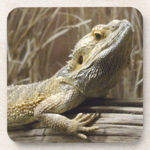 Posavasos Prácticos de costa del lagarto