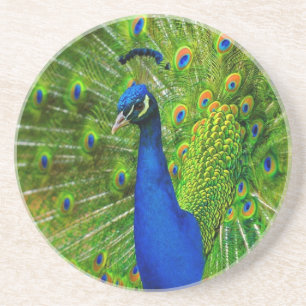 Posavasos Prácticos de costa del pavo real