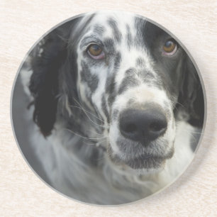 Posavasos Prácticos de costa del perro del organismo inglé