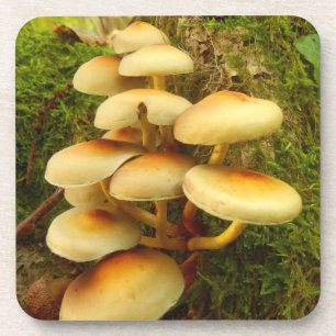 Posavasos Prácticos de costa del plástico de la seta del