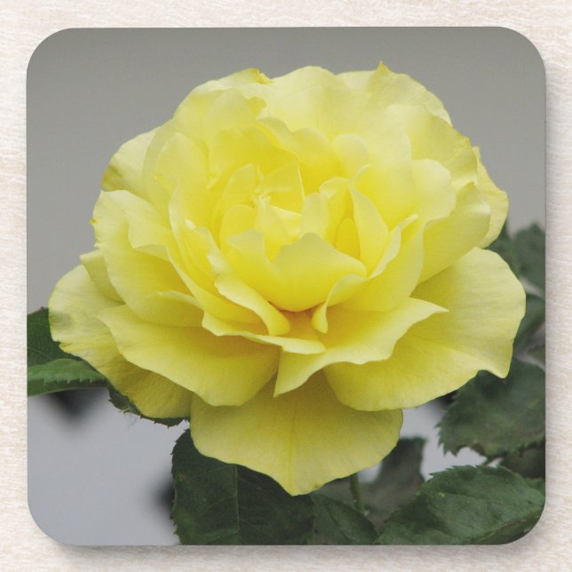 Posavasos Prácticos de costa del rosa amarillo (Frente)