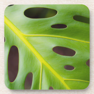 Posavasos Prácticos de costa plásticos de la planta del