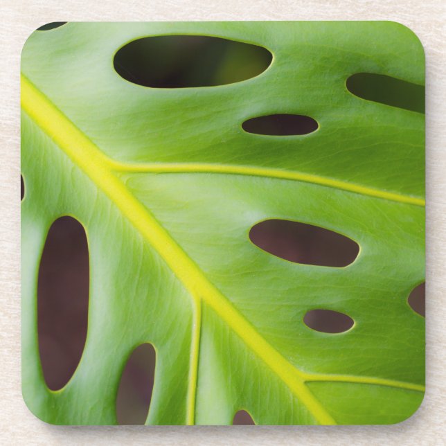 Posavasos Prácticos de costa plásticos de la planta del (Frente)