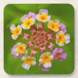 Posavasos Prácticos de costa plásticos duros de la flor
