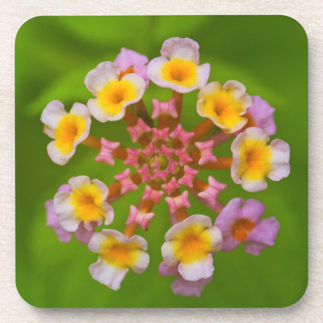 Posavasos Prácticos de costa plásticos duros de la flor (Frente)