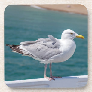 Posavasos Prácticos de costa plásticos duros de la gaviota