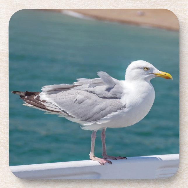 Posavasos Prácticos de costa plásticos duros de la gaviota (Frente)