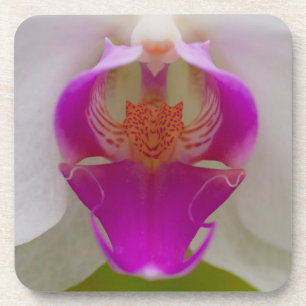Posavasos Prácticos de costa plásticos duros de la orquíd