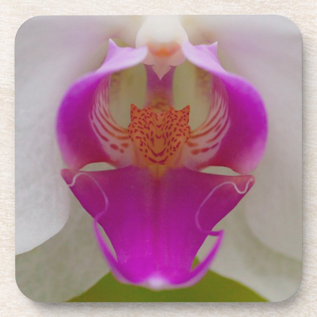 Posavasos Prácticos de costa plásticos duros de la orquídea (Frente)