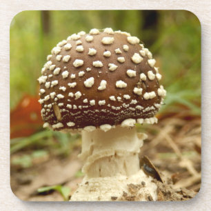 Posavasos Prácticos de costa plásticos duros de la seta de