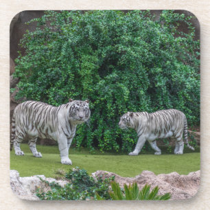 Posavasos Prácticos de costa plásticos duros de los tigres