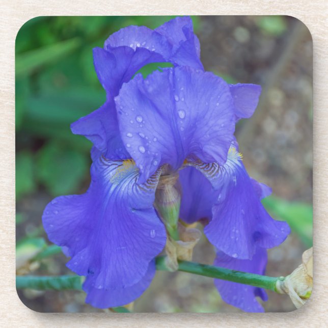 Posavasos Prácticos de costa plásticos duros del iris azul (Frente)