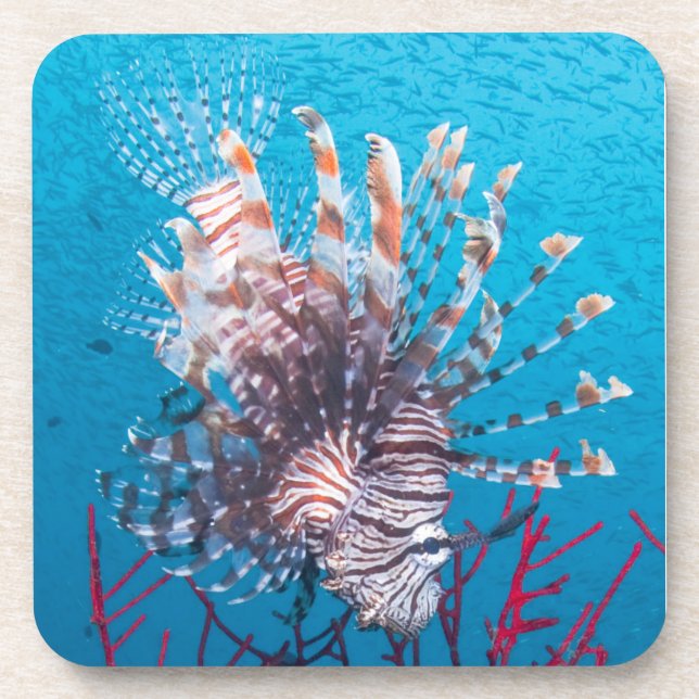 Posavasos Prácticos de costa plásticos duros del Lionfish (Frente)