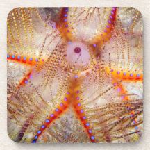 Prácticos de costa plásticos duros del pilluelo