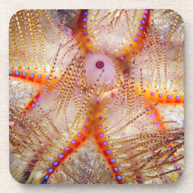 Posavasos Prácticos de costa plásticos duros del pilluelo (Frente)