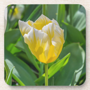 Posavasos Prácticos de costa plásticos duros del tulipán