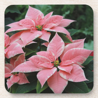 Posavasos Prácticos de costa rosados bonitos del Poinsettia