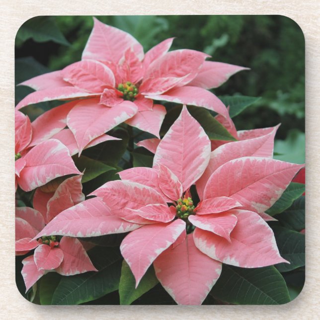 Posavasos Prácticos de costa rosados bonitos del Poinsettia (Frente)