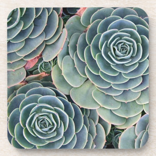 Posavasos Prácticos de costa suculentos