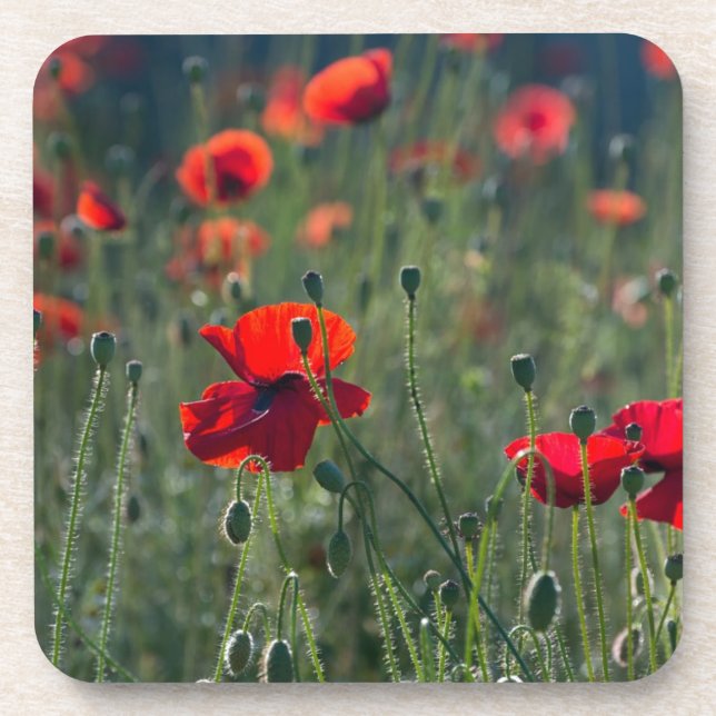 Posavasos Pretty Poppies in Wild Meadow Photo (Frente)