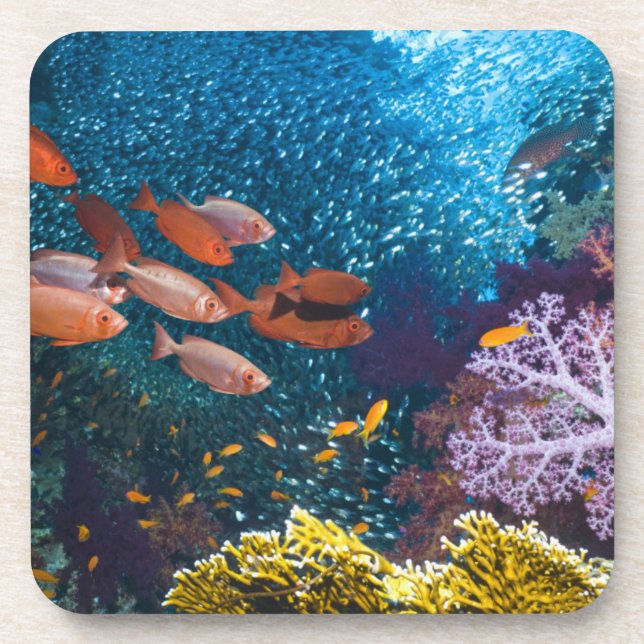 Posavasos Priacántido o Gafa-Ojo del paisaje el | del (Frente)