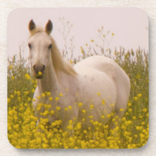 Posavasos Primavera