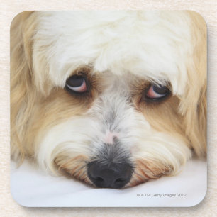 Posavasos primer chistoso del perro del frise del bichon