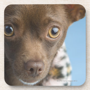 Posavasos Primer de la chihuahua con el cuello peludo