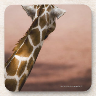 Posavasos Primer de la jirafa somalí (Giraffa