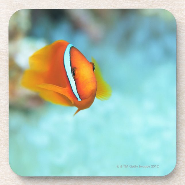 Posavasos Primer de los pescados de anémona del tomate, (Frente)