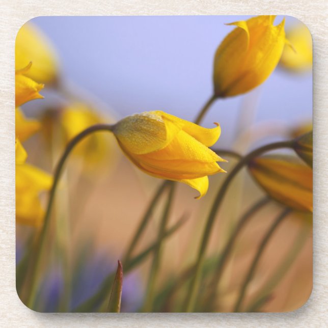 Posavasos Primer de narcisos (Frente)