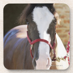 Posavasos Primer de un caballo atado en un establo