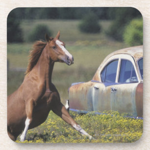 Posavasos Primer de un caballo que corre cerca de un coche