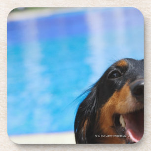 Posavasos Primer de un jadeo del perro del Dachshund