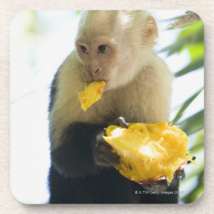 Posavasos Primer de un mono del capuchón que come una fruta