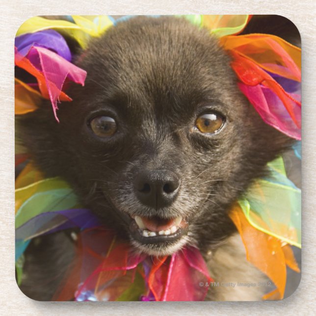 Posavasos Primer de un perro 2 (Frente)