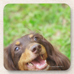 Posavasos Primer de un perro del Dachshund