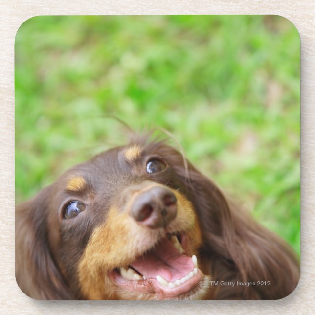 Posavasos Primer de un perro del Dachshund (Frente)