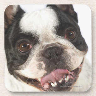Posavasos Primer de una Boston Terrier que pega hacia fuera