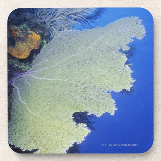 Posavasos Primer de una fan de mar común (Frente)