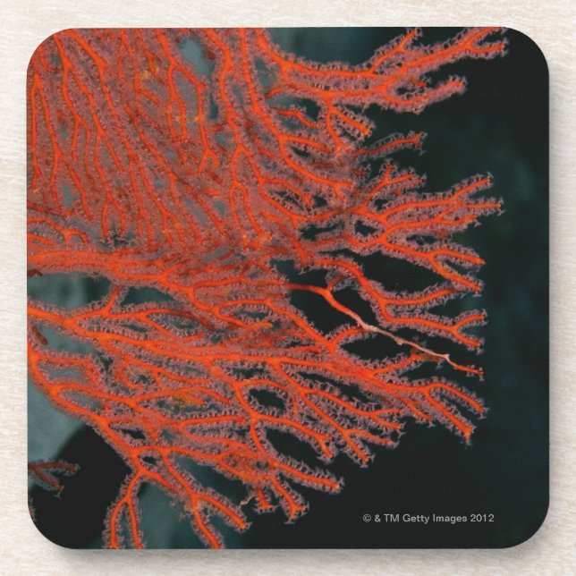 Posavasos Primer de una fan de mar de Gorgonian (Frente)