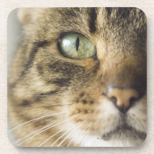 Posavasos Primer del gato (foco en ojo)
