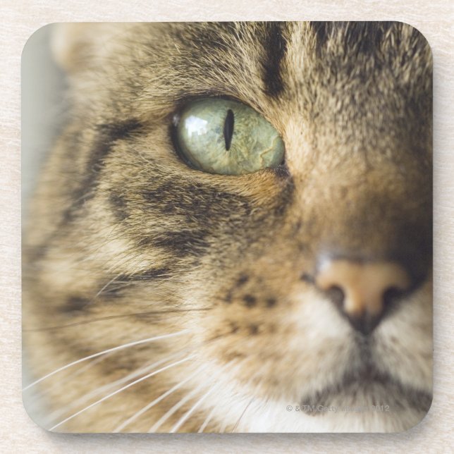 Posavasos Primer del gato (foco en ojo) (Frente)