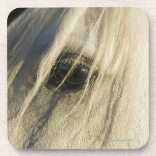 Posavasos Primer del ojo del caballo