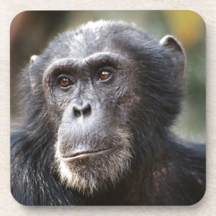 Posavasos Primer plano de chimpancé macho